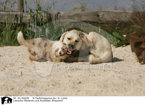 Labrador Retriever und Australian Shepherd / Labrador Retriever and Australian Shepherd / KL-04008