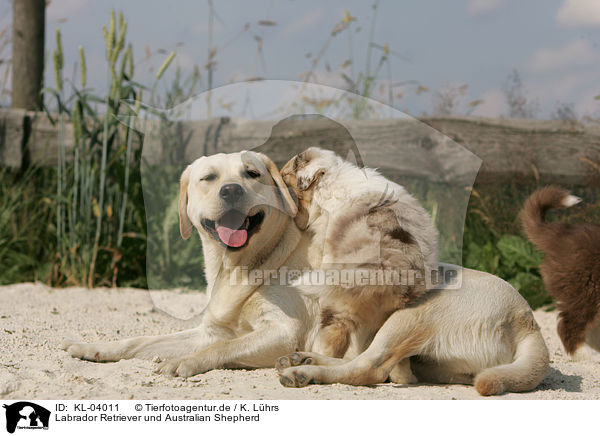 Labrador Retriever und Australian Shepherd / Labrador Retriever and Australian Shepherd / KL-04011