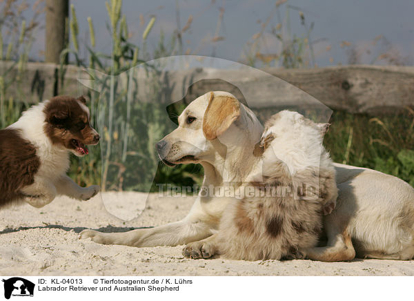 Labrador Retriever und Australian Shepherd / Labrador Retriever and Australian Shepherd / KL-04013