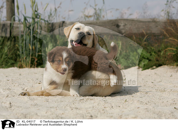 Labrador Retriever und Australian Shepherd / Labrador Retriever and Australian Shepherd / KL-04017