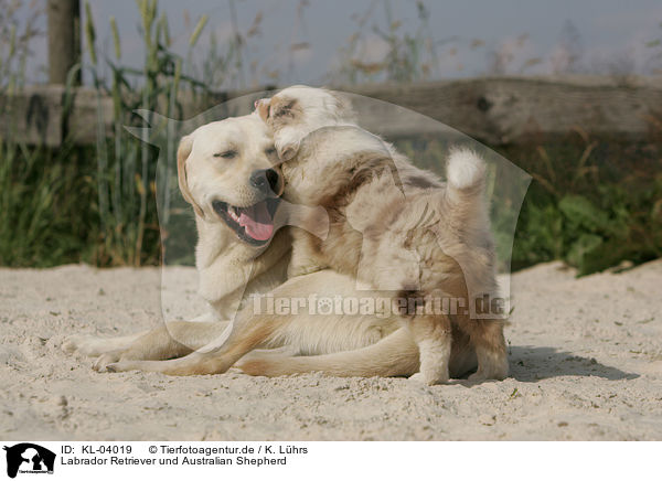 Labrador Retriever und Australian Shepherd / Labrador Retriever and Australian Shepherd / KL-04019