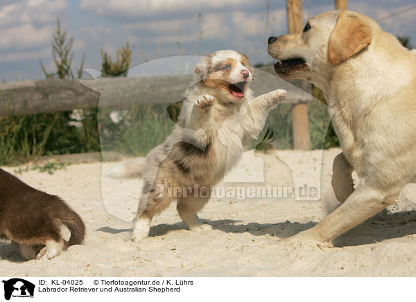 Labrador Retriever und Australian Shepherd / Labrador Retriever and Australian Shepherd / KL-04025