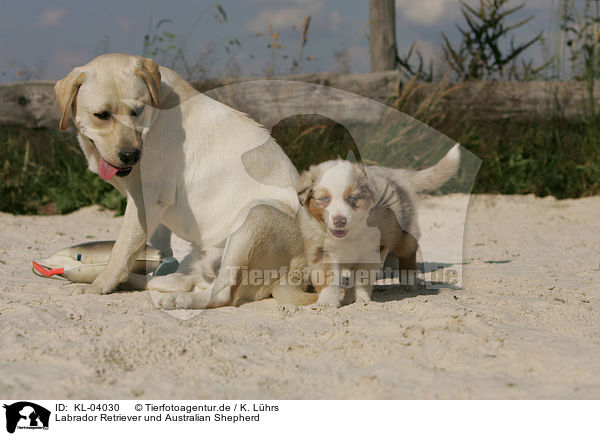 Labrador Retriever und Australian Shepherd / Labrador Retriever and Australian Shepherd / KL-04030