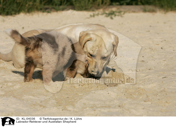 Labrador Retriever und Australian Shepherd / Labrador Retriever and Australian Shepherd / KL-04036