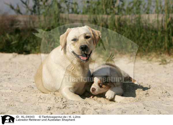 Labrador Retriever und Australian Shepherd / Labrador Retriever and Australian Shepherd / KL-04043