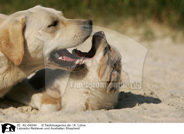Labrador Retriever und Australian Shepherd / KL-04044