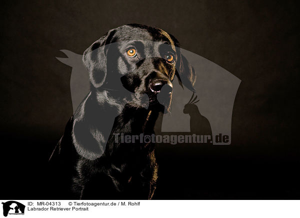Labrador Retriever Portrait / MR-04313