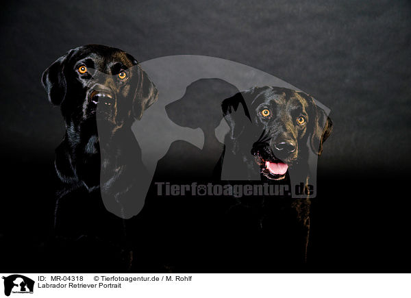 Labrador Retriever Portrait / MR-04318