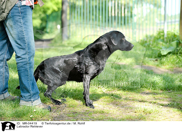 Labrador Retriever / MR-04419