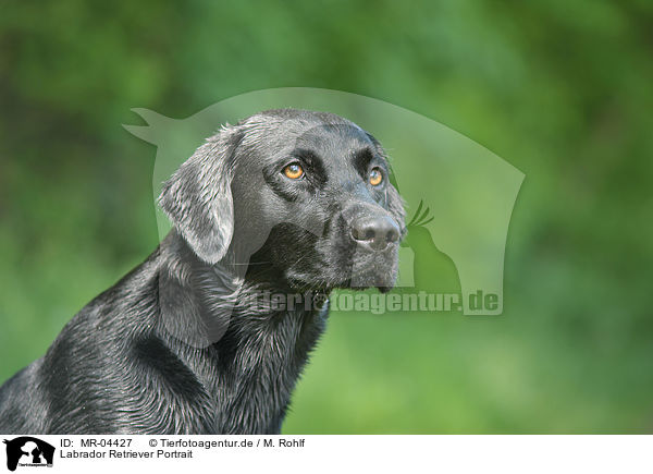 Labrador Retriever Portrait / Labrador Retriever Portrait / MR-04427