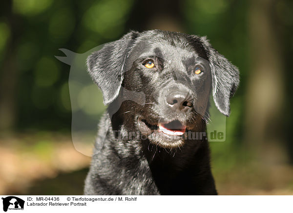 Labrador Retriever Portrait / Labrador Retriever Portrait / MR-04436