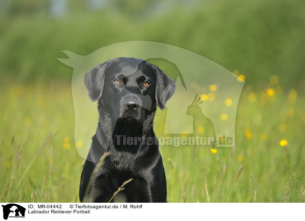 Labrador Retriever Portrait / MR-04442