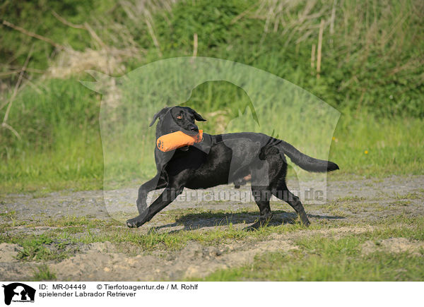 spielender Labrador Retriever / playing Labrador Retriever / MR-04449
