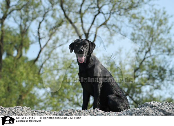 Labrador Retriever / MR-04453