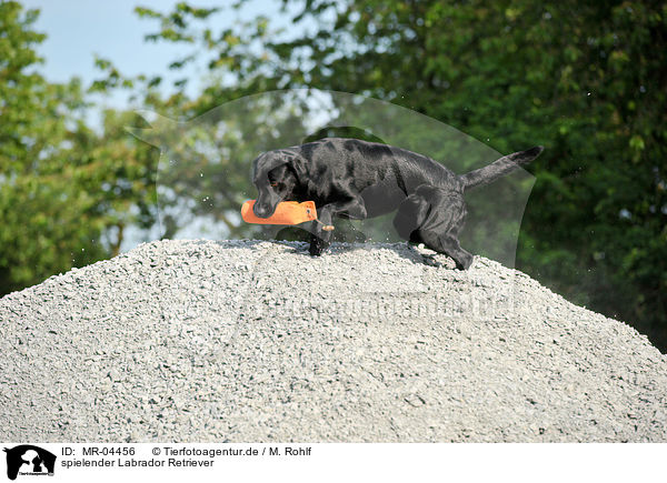 spielender Labrador Retriever / MR-04456