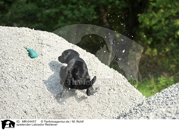 spielender Labrador Retriever / MR-04457