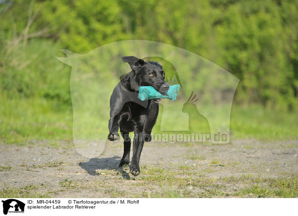 spielender Labrador Retriever / MR-04459