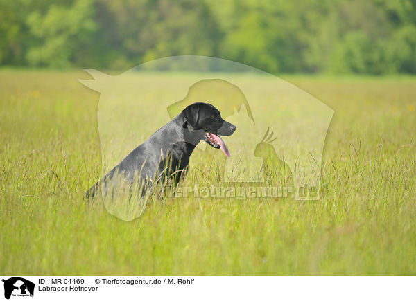 Labrador Retriever / MR-04469