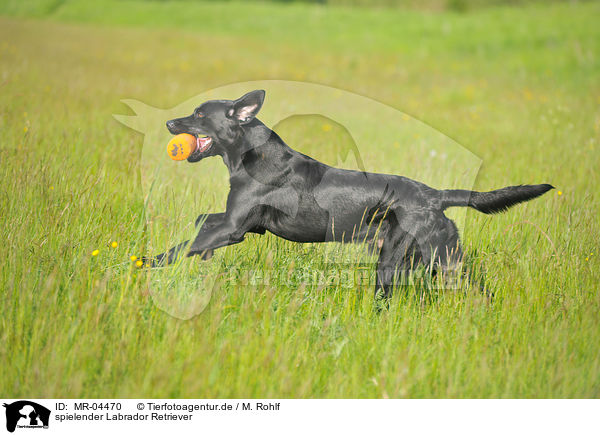 spielender Labrador Retriever / MR-04470
