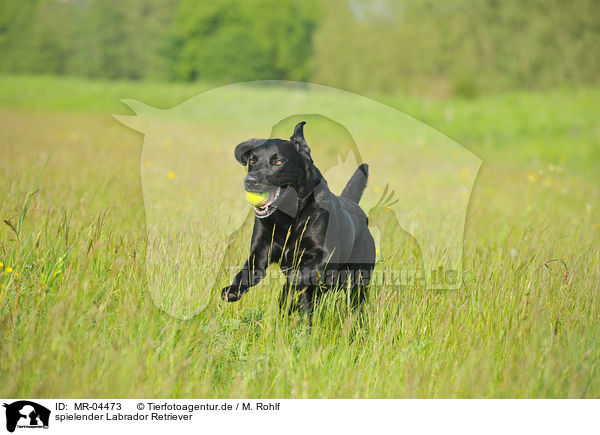 spielender Labrador Retriever / MR-04473