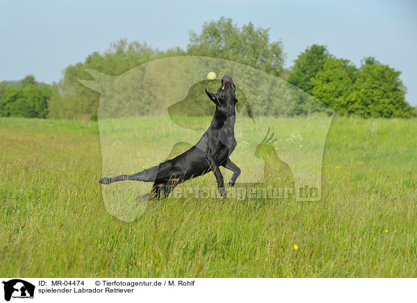 spielender Labrador Retriever / MR-04474
