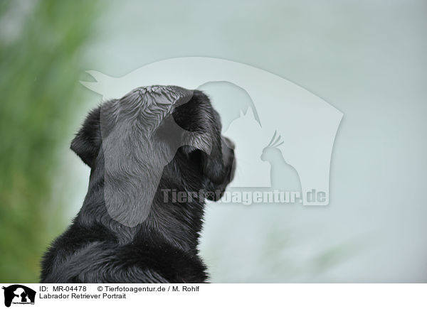 Labrador Retriever Portrait / Labrador Retriever Portrait / MR-04478