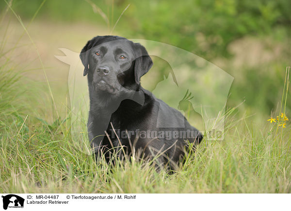 Labrador Retriever / MR-04487