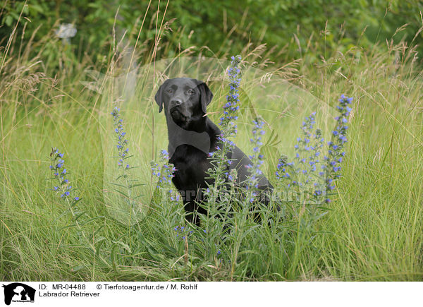 Labrador Retriever / MR-04488