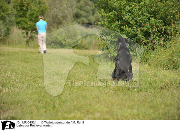 Labrador Retriever wartet / MR-04521
