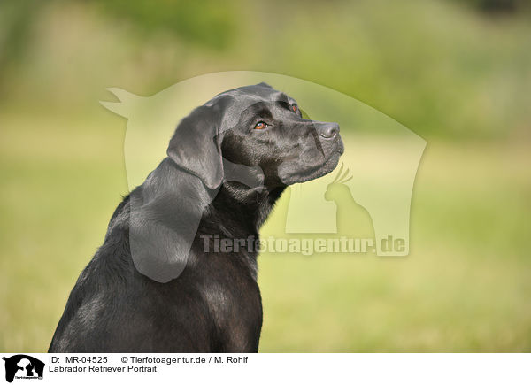 Labrador Retriever Portrait / MR-04525