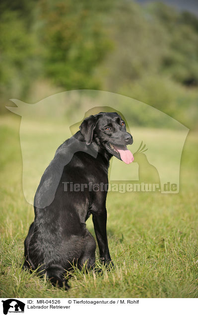 Labrador Retriever / MR-04526