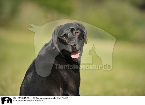Labrador Retriever Portrait / MR-04528