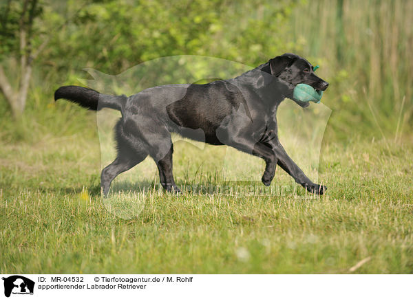 apportierender Labrador Retriever / MR-04532