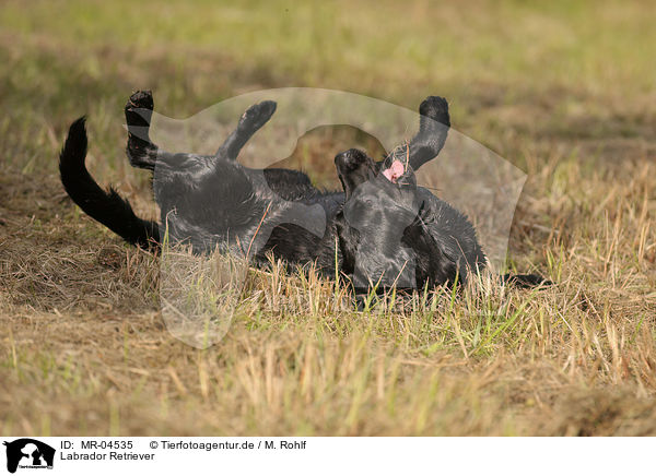 Labrador Retriever / MR-04535