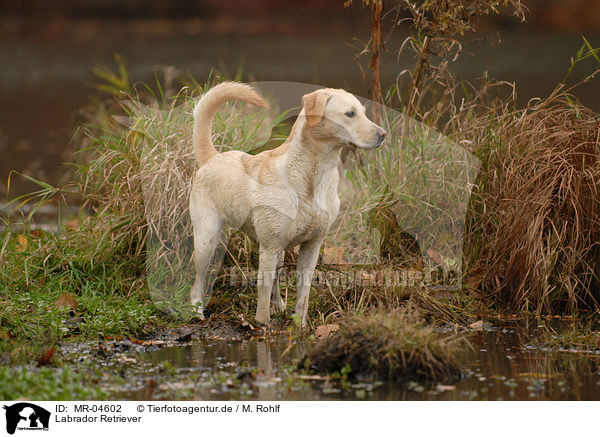 Labrador Retriever / Labrador Retriever / MR-04602