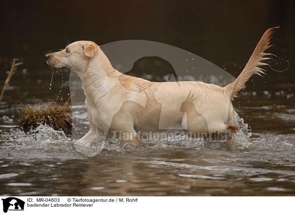 badender Labrador Retriever / bathing Labrador Retriever / MR-04603