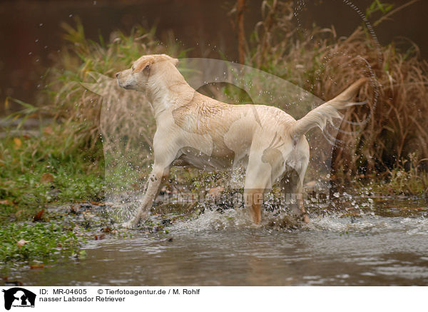 nasser Labrador Retriever / wet Labrador Retriever / MR-04605