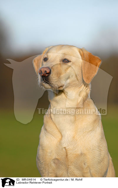 Labrador Retriever Portrait / Labrador Retriever Portrait / MR-04614