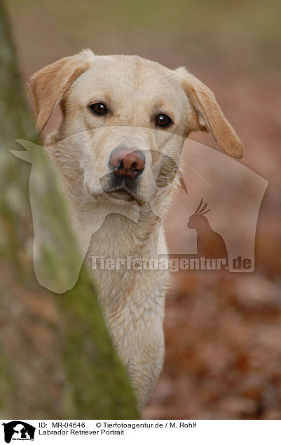 Labrador Retriever Portrait / Labrador Retriever Portrait / MR-04646