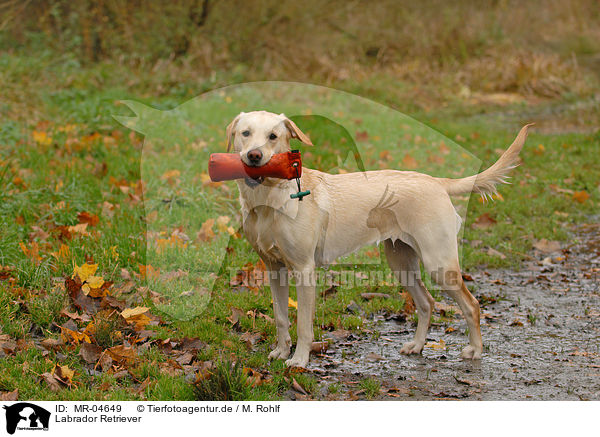 Labrador Retriever / Labrador Retriever / MR-04649