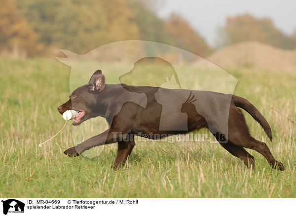 spielender Labrador Retriever / playing Labrador Retriever / MR-04669