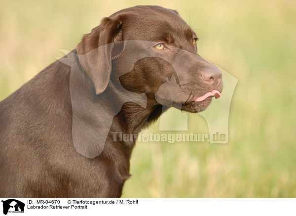 Labrador Retriever Portrait / MR-04670