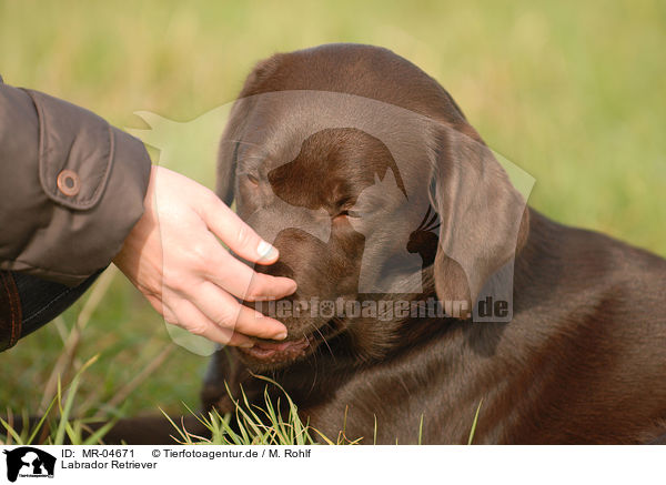 Labrador Retriever / MR-04671