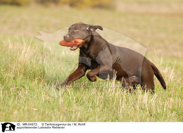 apportierender Labrador Retriever / retrieving Labrador Retriever / MR-04672