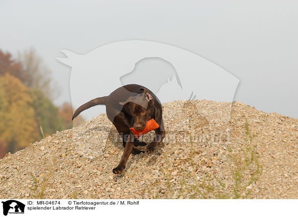 spielender Labrador Retriever / playing Labrador Retriever / MR-04674