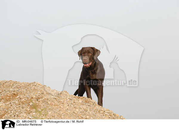 Labrador Retriever / MR-04675