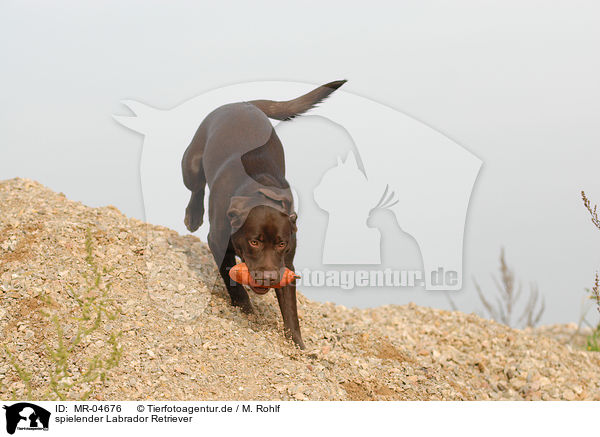 spielender Labrador Retriever / MR-04676
