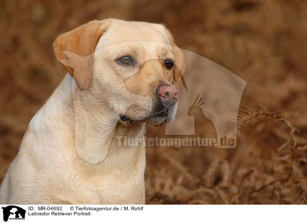 Labrador Retriever Portrait / Labrador Retriever Portrait / MR-04692