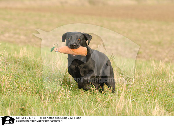 apportierender Labrador Retriever / MR-04713