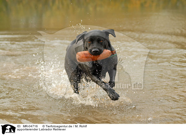 apportierender Labrador Retriever / MR-04716